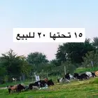 للبيع معزا طيبه