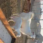 بيشيه برصاء رباع