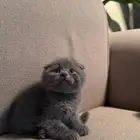 قط سكوتش فولد بلو مميز للبيع