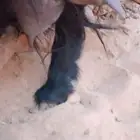 عنز عارضيه متاومه