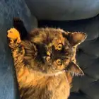 قطتين اناث للتبني