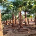 نخل واشنطن للبيع