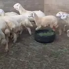 رخال فواخر بفحلها