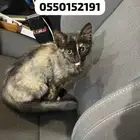 كيتن للتبني