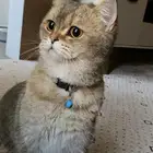 قطة عثر عليها ببريدة