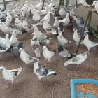 حمام فرنسي ومشكل منتج ومفروز