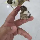 كناري سوري فرخ غر