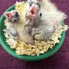 فروخ كوكتيل