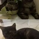 قطط جميله لتبني