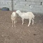 عدد2خرفان فحول مطلعه ثني