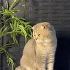 للبيع ذكر سكوتش فولد مسجل وطالب تزاوج