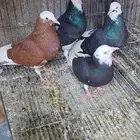 حمام الدونك