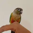 طير كينور - ذكر