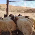 خرفان نعيم للبيع مغلقه شحم