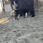 للبيع معزا مقاني طيبه