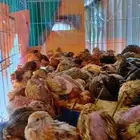 سمان او فري للبيع