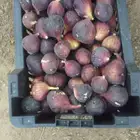 شتلات تين اسباني