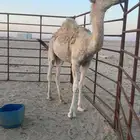 قعود مفرود أوضح