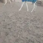 بكار وضح ومجاهيم