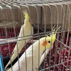 كروان اثنين مفقودات بالقريات حي الحميديه