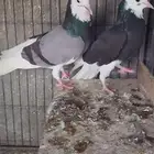 حمام الدونك