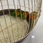 3 طيور روز فيشر للبيع