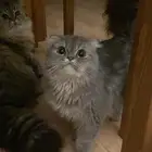 تم التبني قطه سكوتش شيرازيه