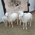 غنم حريه بريه