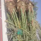 نخيل البيع الرياض الشفاء الخرج