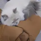 قط شيرازي جميل