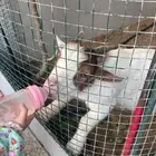 تيس قزمي لعوب