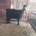 عنز دافع سونار ثنيه