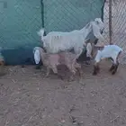 متابيع تحتها تيس جمده