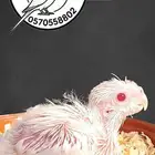 فرخ كوكاتيل