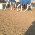 بكار وضح و مجاهيم