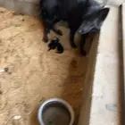 كلاب جيرمن بلاك