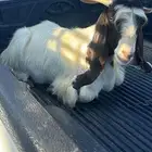 تيس هجين عارضي مع بورقت