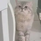 قطه سكوتش تسريت تبني