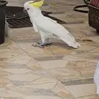 بغبغاء كوكاتو