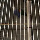 للبيع 4 أزواج روز منتجه