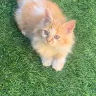 قط ماين كوين