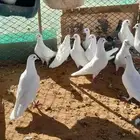 حمام فرنسي للبيع