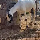 ماشاء الله تبارك الله عنز بيشيه