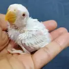 للبيع فروخ روز البينو