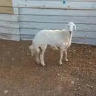 للبيع رخل حري