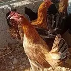 للبيع دجاج بياض بلدي