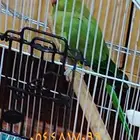 للبيع دره العمر قريب السنه انا مجرد معلن اي استفسار