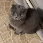 قط سكوتش للتبني