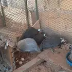 دجاج حبشي بياض العدد اربعه