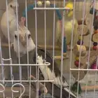 3 طيور كروان اليفه